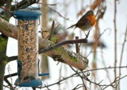 Attracting winter wildlife